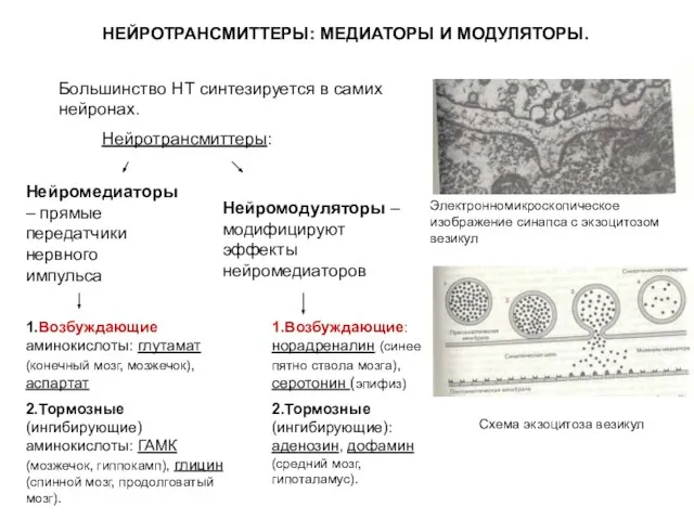 Большинство НТ синтезируется в самих нейронах. Нейротрансмиттеры: Нейромедиаторы – прямые передатчики нервного