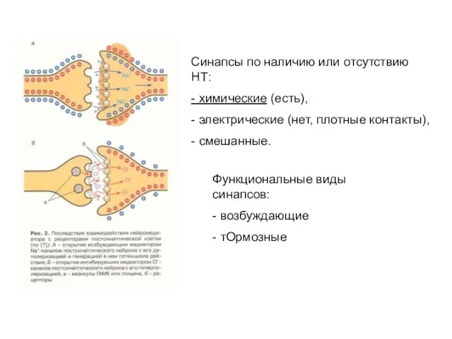 Синапсы по наличию или отсутствию НТ: - химические (есть), - электрические (нет,