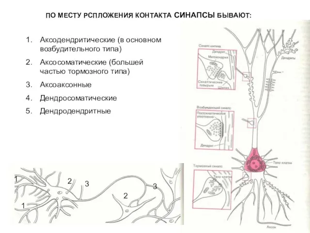 ПО МЕСТУ РСПЛОЖЕНИЯ КОНТАКТА СИНАПСЫ БЫВАЮТ: Аксодендритические (в основном возбудительного типа) Аксосоматические