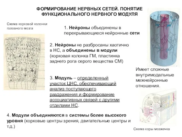 ФОРМИРОВАНИЕ НЕРВНЫХ СЕТЕЙ. ПОНЯТИЕ ФУНКЦИОНАЛЬНОГО НЕРВНОГО МОДУЛЯ Имеет сложные внутримодальные межнейронные отношения.