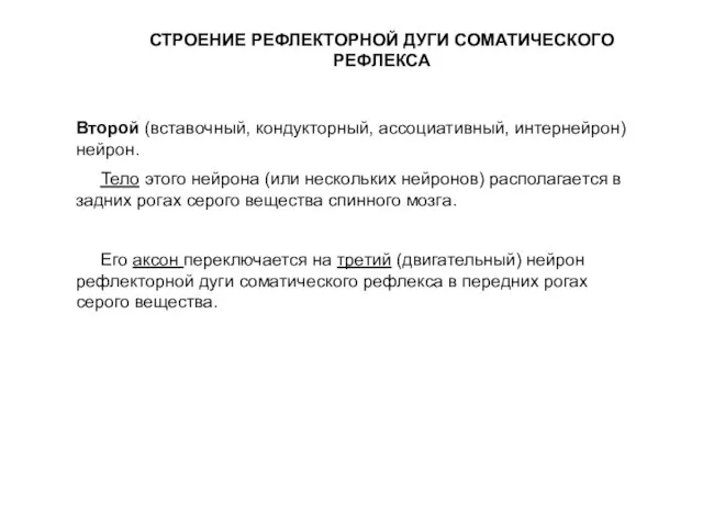 СТРОЕНИЕ РЕФЛЕКТОРНОЙ ДУГИ СОМАТИЧЕСКОГО РЕФЛЕКСА Второй (вставочный, кондукторный, ассоциативный, интернейрон) нейрон. Тело