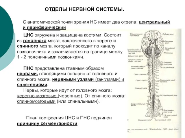 ОТДЕЛЫ НЕРВНОЙ СИСТЕМЫ. С анатомической точки зрения НС имеет два отдела: центральный