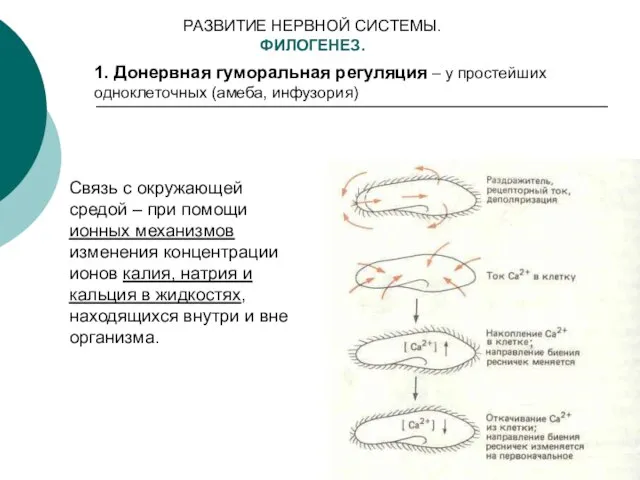 РАЗВИТИЕ НЕРВНОЙ СИСТЕМЫ. ФИЛОГЕНЕЗ. 1. Донервная гуморальная регуляция – у простейших одноклеточных