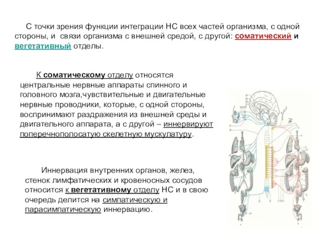 С точки зрения функции интеграции НС всех частей организма, с одной стороны,