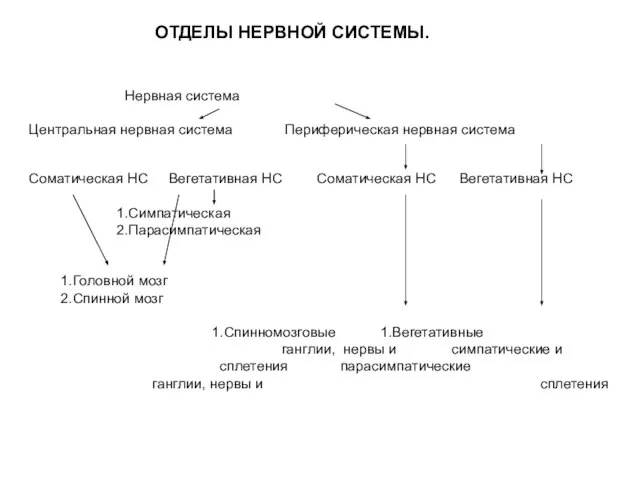 ОТДЕЛЫ НЕРВНОЙ СИСТЕМЫ. Нервная система Центральная нервная система Периферическая нервная система Соматическая