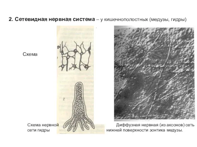 2. Сетевидная нервная система – у кишечнополостных (медузы, гидры) Диффузная нервная (из