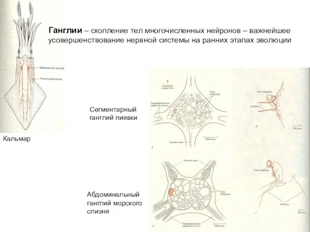 Ганглии – скопление тел многочисленных нейронов – важнейшее усовершенствование нервной системы на