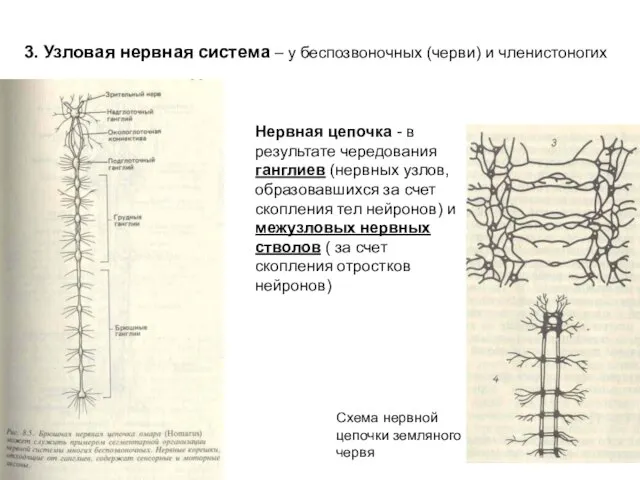 3. Узловая нервная система – у беспозвоночных (черви) и членистоногих Нервная цепочка