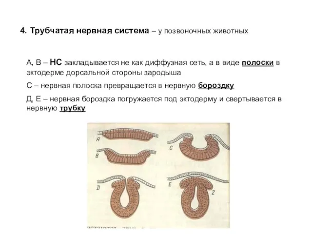 4. Трубчатая нервная система – у позвоночных животных А, В – НС