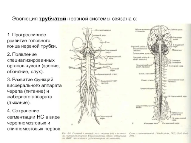 Эволюция трубчатой нервной системы связана с: 1. Прогрессивное развитие головного конца нервной