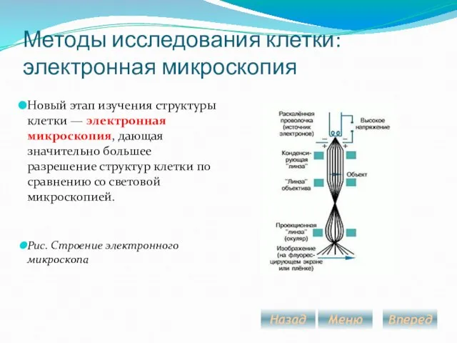 Методы исследования клетки: электронная микроскопия Новый этап изучения структуры клетки — электронная