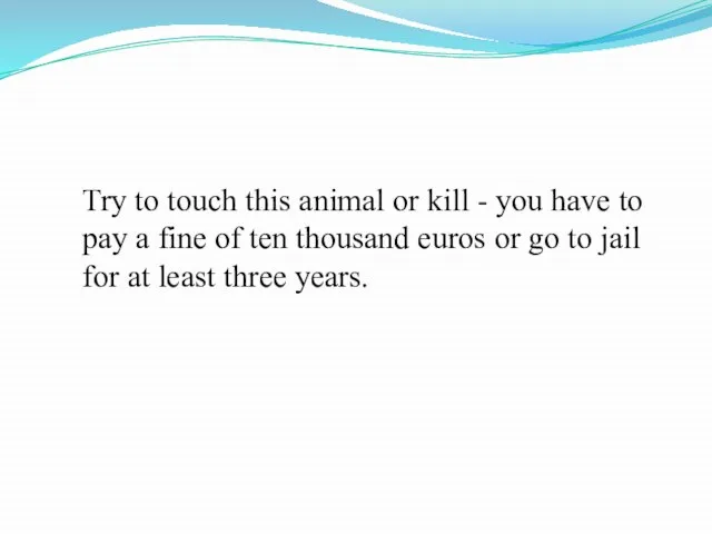 Try to touch this animal or kill - you have to pay