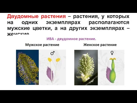 Двудомные растения – растения, у которых на одних экземплярах располагаются мужские цветки,
