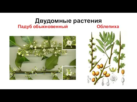 Двудомные растения Падуб обыкновенный Облепиха