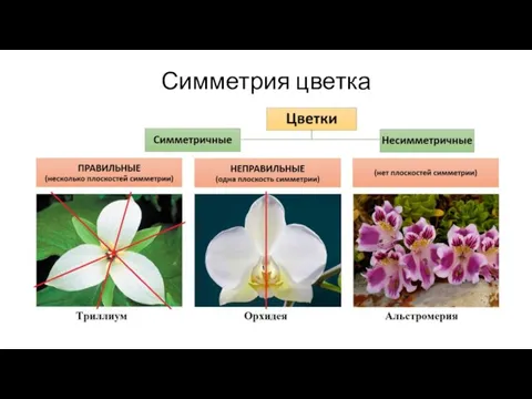 Симметрия цветка