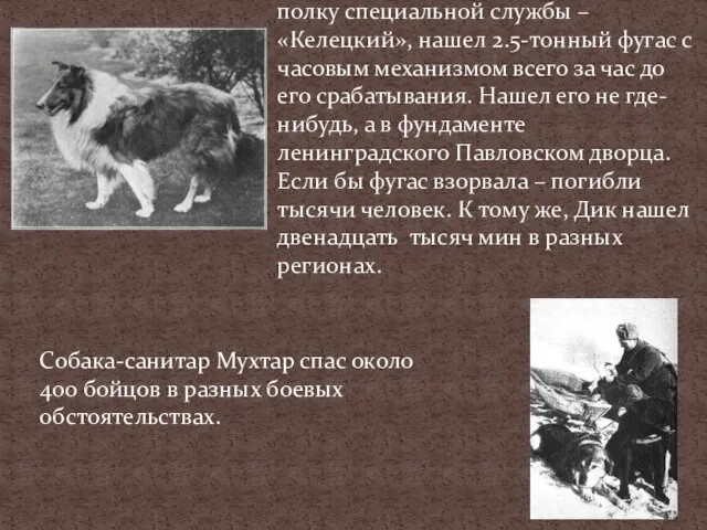 Колли Дик, служил во 2-ом отдельном полку специальной службы – «Келецкий», нашел