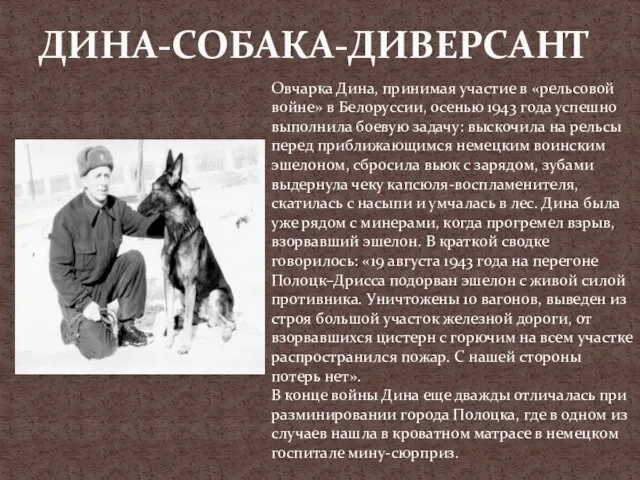 ДИНА-СОБАКА-ДИВЕРСАНТ Овчарка Дина, принимая участие в «рельсовой войне» в Белоруссии, осенью 1943