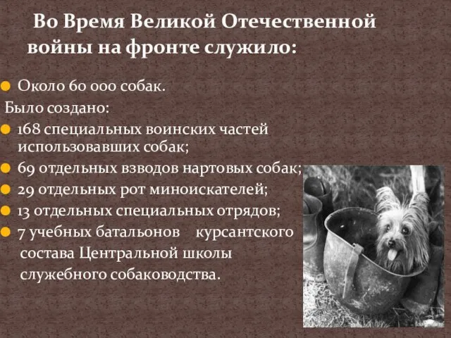 Около 60 000 собак. Было создано: 168 специальных воинских частей использовавших собак;