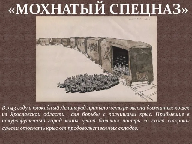 «МОХНАТЫЙ СПЕЦНАЗ» В 1943 году в блокадный Ленинград прибыло четыре вагона дымчатых