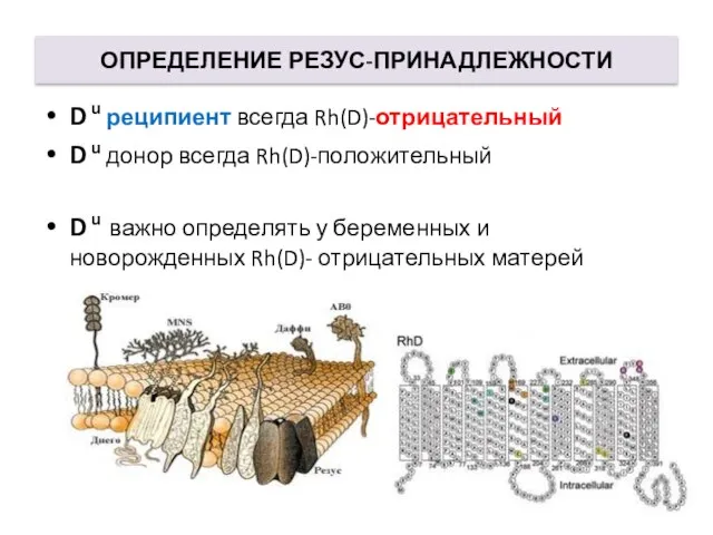 ОПРЕДЕЛЕНИЕ РЕЗУС-ПРИНАДЛЕЖНОСТИ D u реципиент всегда Rh(D)-отрицательный D u донор всегда Rh(D)-положительный