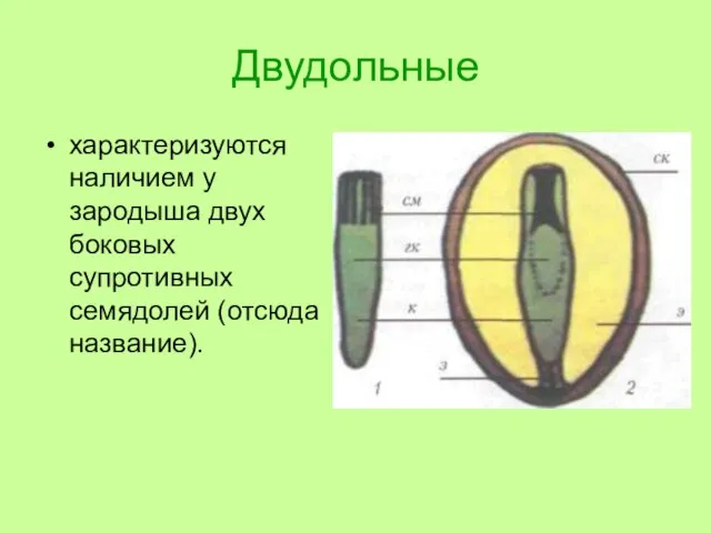 Двудольные характеризуются наличием у зародыша двух боковых супротивных семядолей (отсюда название).