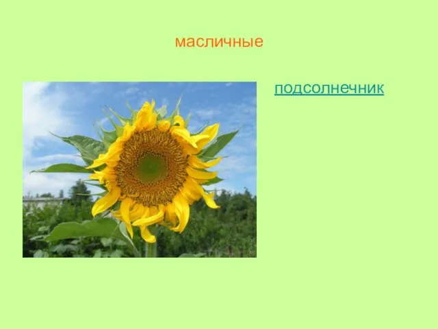 масличные подсолнечник