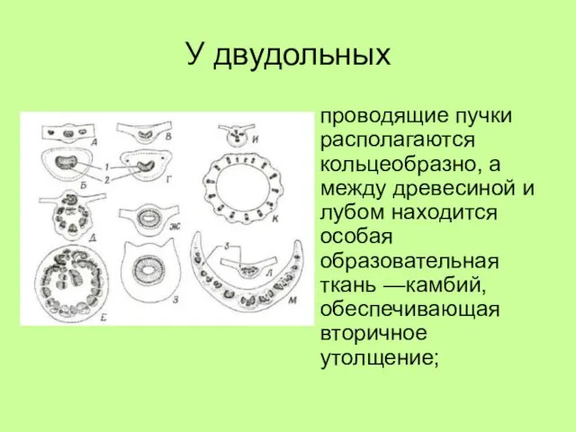 У двудольных проводящие пучки располагаются кольцеобразно, а между древесиной и лубом находится