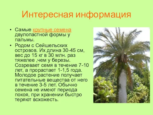 Интересная информация Самые крупные семена двулопастной формы у пальмы. Родом с Сейшельских