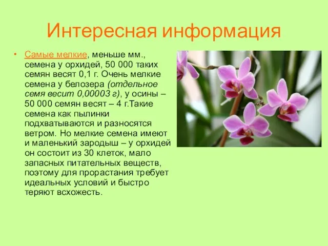 Интересная информация Самые мелкие, меньше мм., семена у орхидей, 50 000 таких