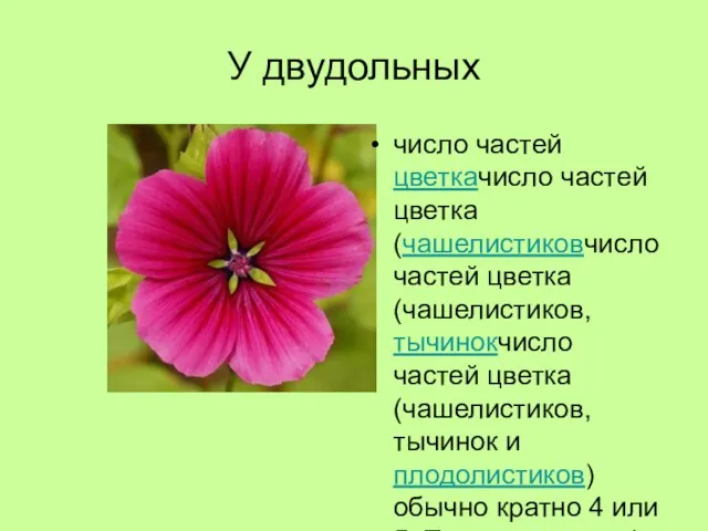 У двудольных число частей цветкачисло частей цветка (чашелистиковчисло частей цветка (чашелистиков, тычинокчисло