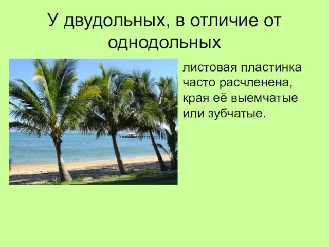 У двудольных, в отличие от однодольных листовая пластинка часто расчленена, края её выемчатые или зубчатые.