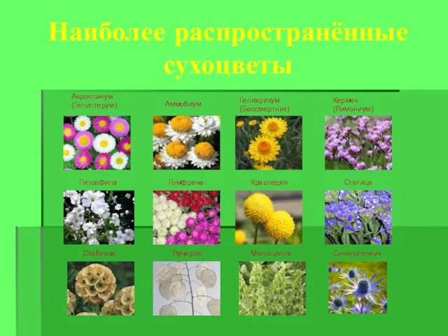 Наиболее распространённые сухоцветы Акроклинум (Гелиптерум) Аммобиум Гелихризум (Бессмертник) Кермек (Лимониум) Гипсофила Гомфрена