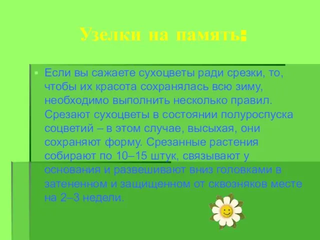 Узелки на память: Если вы сажаете сухоцветы ради срезки, то, чтобы их