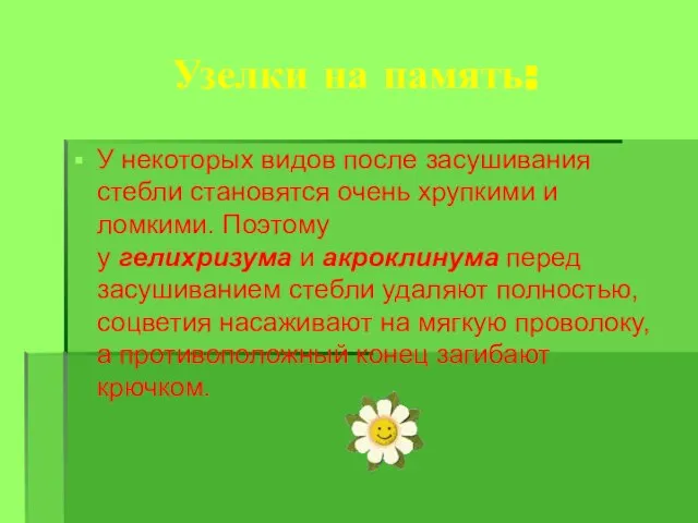 Узелки на память: У некоторых видов после засушивания стебли становятся очень хрупкими