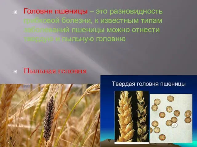 Головня пшеницы – это разновидность грибковой болезни, к известным типам заболеваний пшеницы