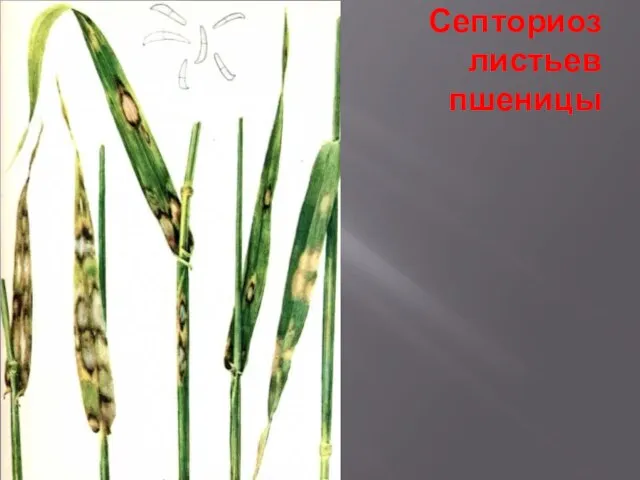 Септориоз листьев пшеницы