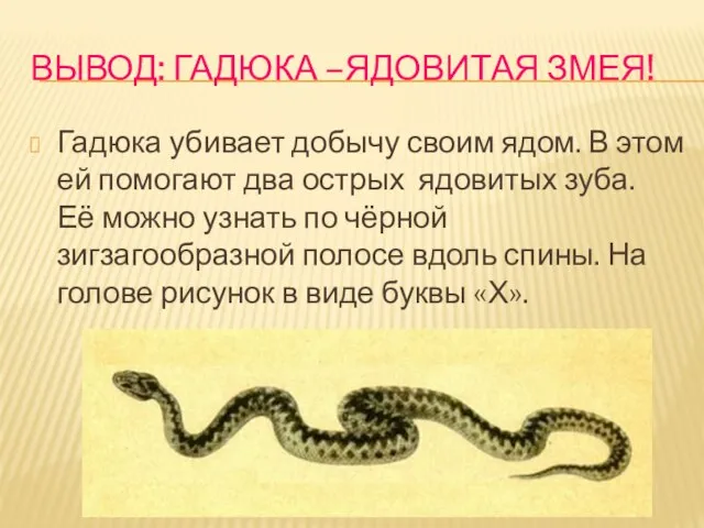 ВЫВОД: ГАДЮКА –ЯДОВИТАЯ ЗМЕЯ! Гадюка убивает добычу своим ядом. В этом ей