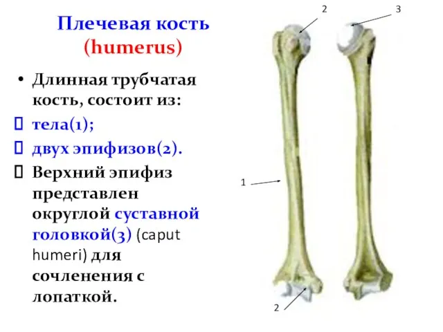 Плечевая кость (humerus) Длинная трубчатая кость, состоит из: тела(1); двух эпифизов(2). Верхний