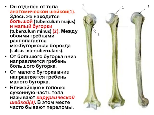 Он отделён от тела анатомической шейкой(1). Здесь же находятся большой (tuberculum majus)