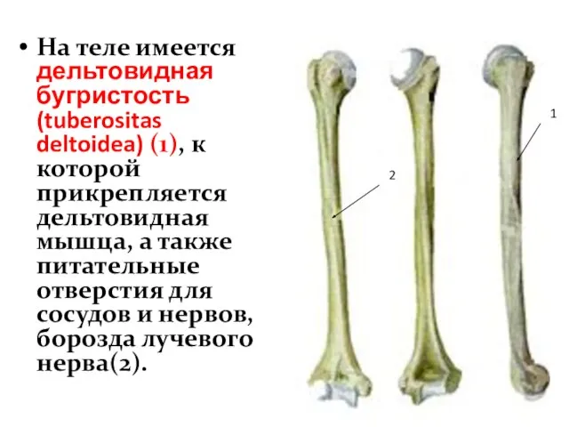На теле имеется дельтовидная бугристость (tuberositas deltoidea) (1), к которой прикрепляется дельтовидная