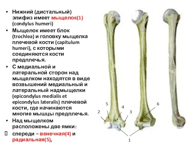 Нижний (дистальный) эпифиз имеет мыщелок(1) (condylus humeri) Мыщелок имеет блок (trochlea) и
