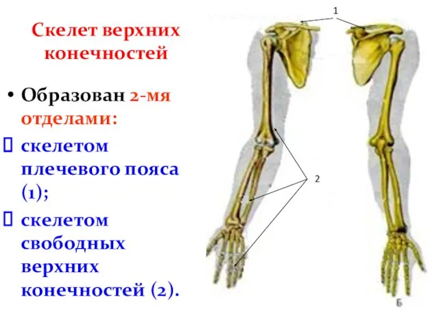 Скелет верхних конечностей Образован 2-мя отделами: скелетом плечевого пояса (1); скелетом свободных