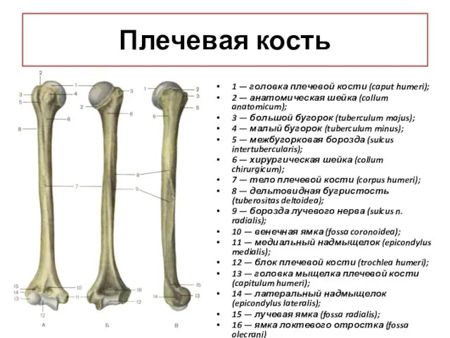 Плечевая кость 1 — головка плечевой кости (caput humeri); 2 — анатомическая