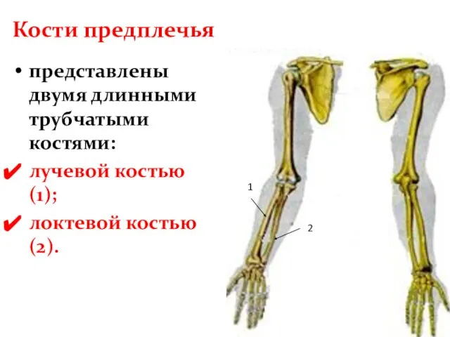 Кости предплечья представлены двумя длинными трубчатыми костями: лучевой костью(1); локтевой костью(2). 1 2