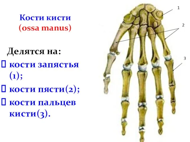 Кости кисти (ossa manus) Делятся на: кости запястья(1); кости пясти(2); кости пальцев кисти(3). 1 2 3