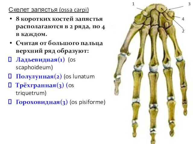 Скелет запястья (ossa carpi) 8 коротких костей запястья располагаются в 2 ряда,
