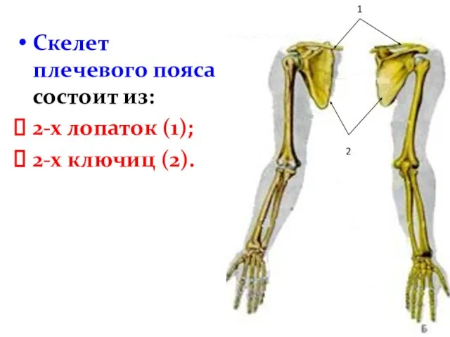 Скелет плечевого пояса состоит из: 2-х лопаток (1); 2-х ключиц (2). 1 2