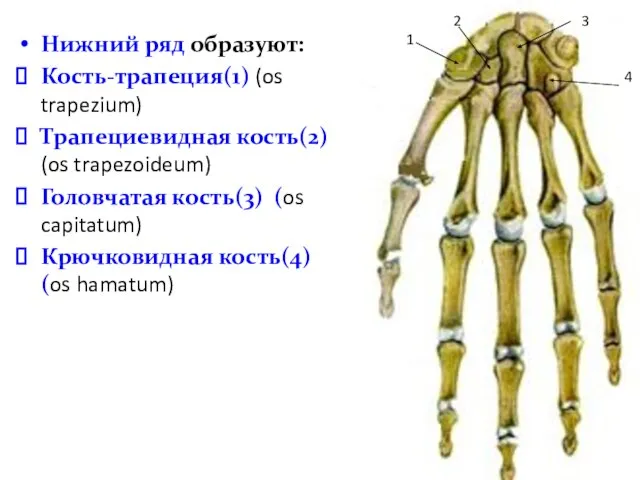 Нижний ряд образуют: Кость-трапеция(1) (os trapezium) Трапециевидная кость(2) (os trapezoideum) Головчатая кость(3)