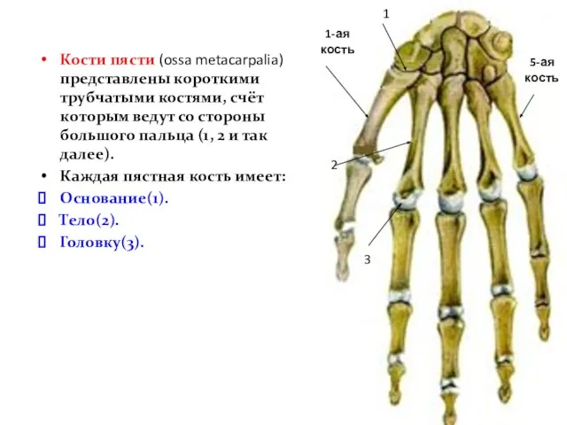 Кости пясти (ossa metacarpalia) представлены короткими трубчатыми костями, счёт которым ведут со