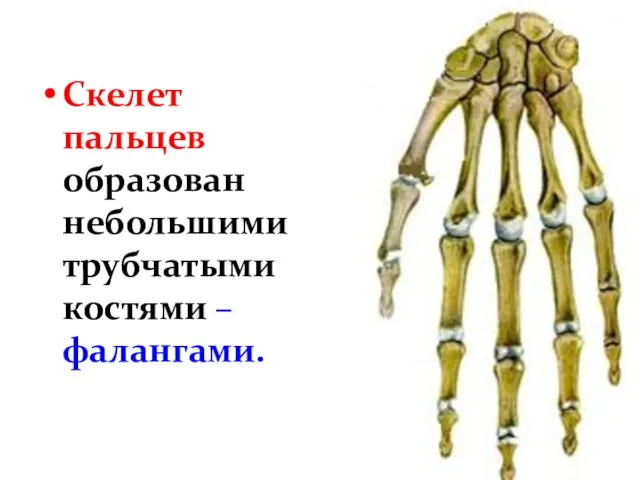 Скелет пальцев образован небольшими трубчатыми костями – фалангами.